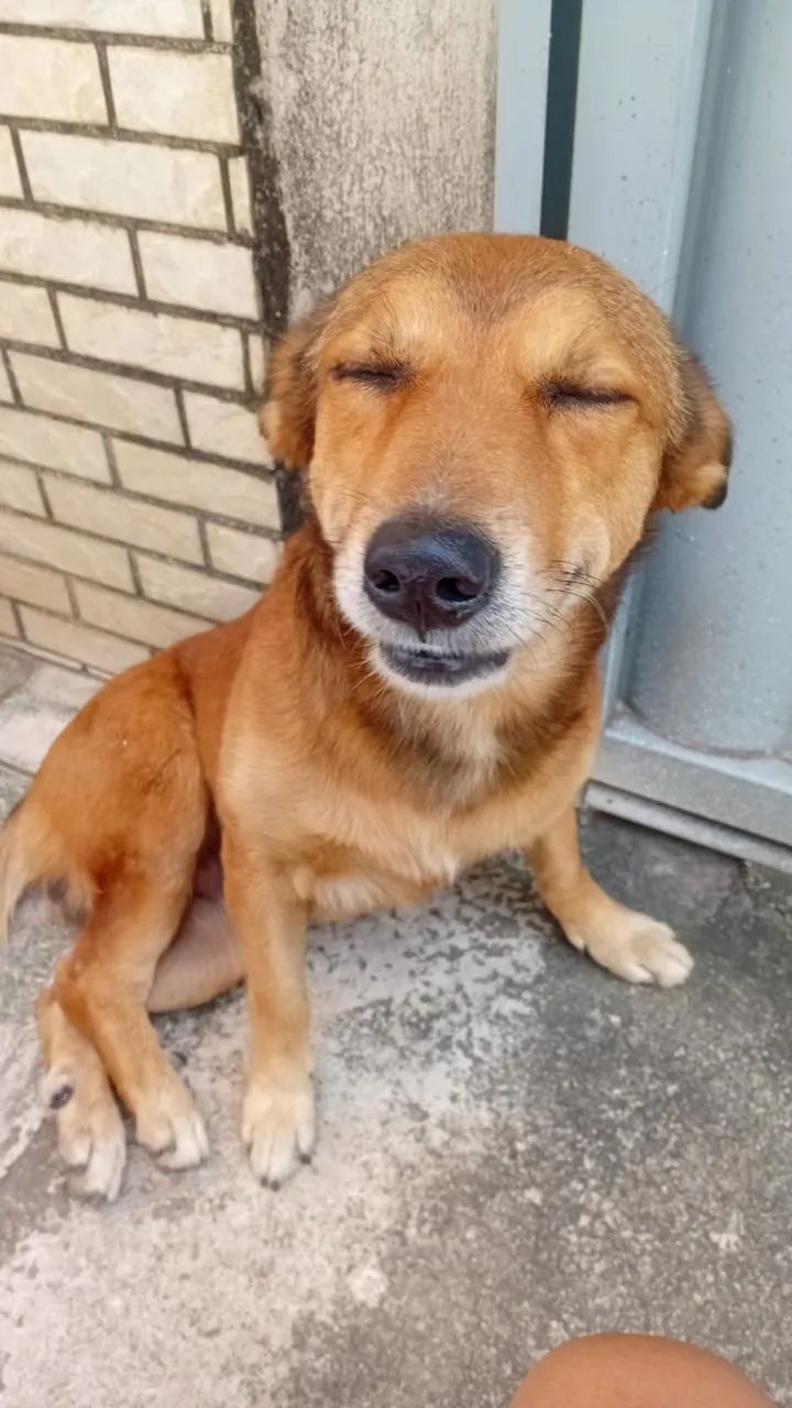 Cachorrinho adoção responsável  - Foto 2