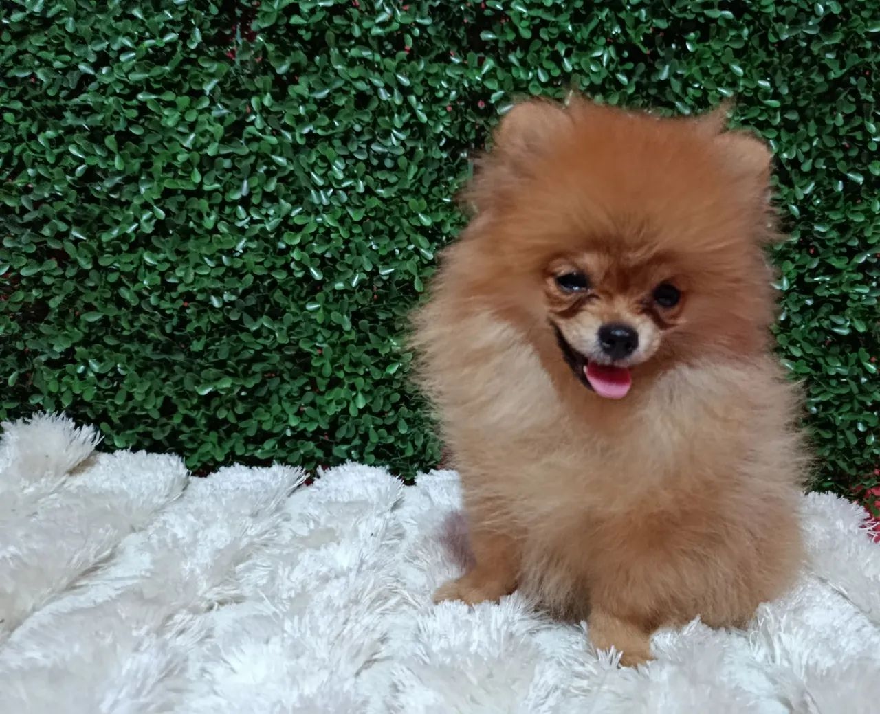 Spitz alemão macho  - Foto 4