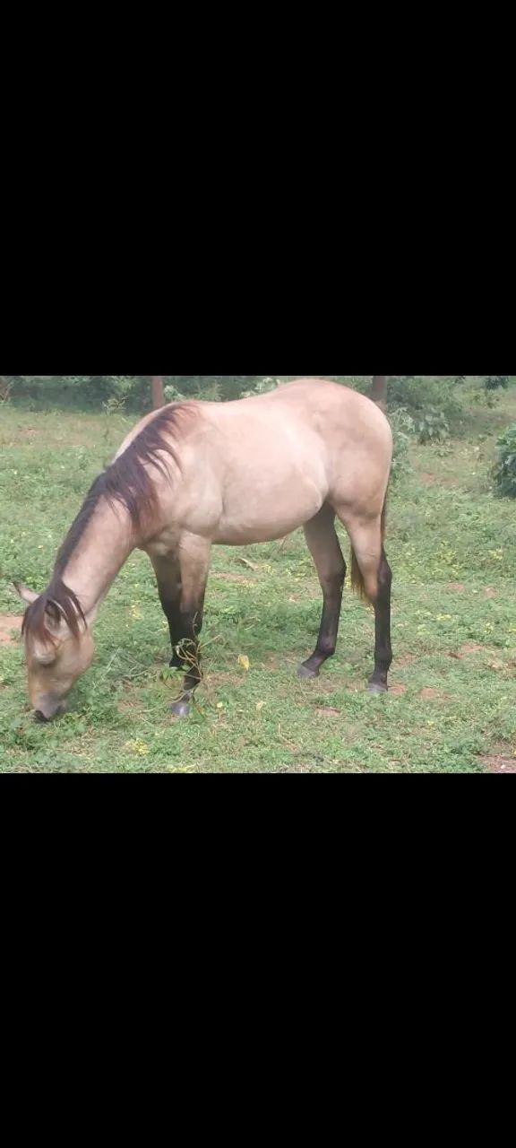 Cavalo  - Foto 3
