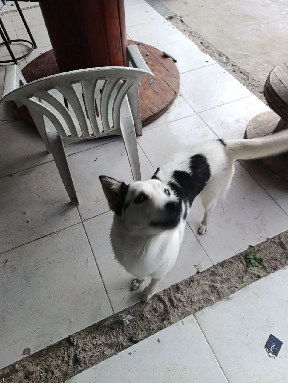 ME ADOTA ? - Foto 5
