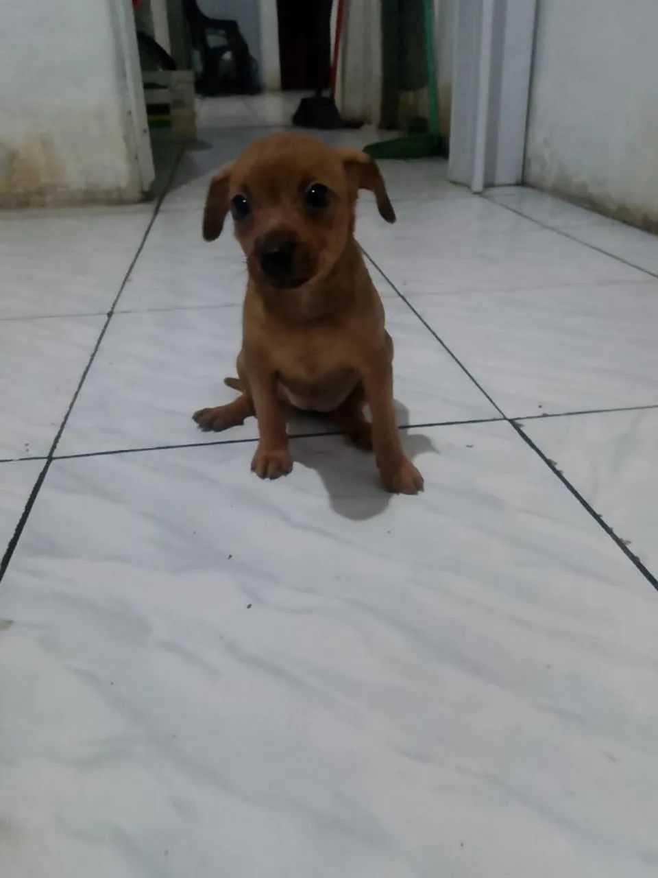 Pinscher 