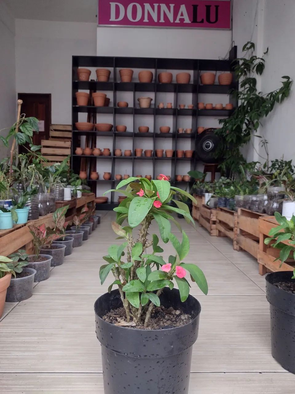 Plantas Naturais 