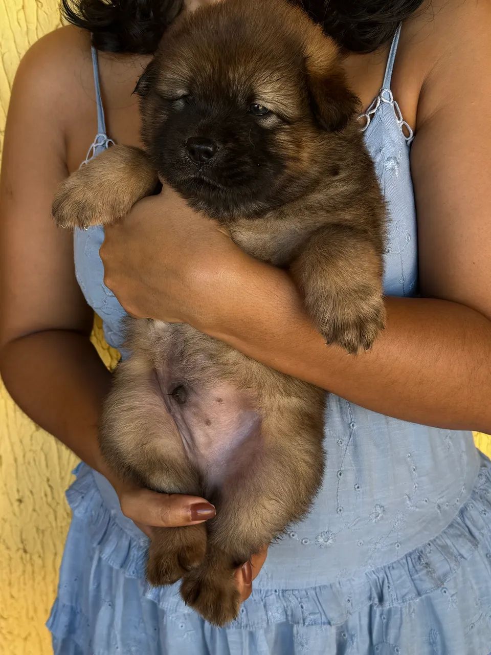 Filhote de Chow Chow