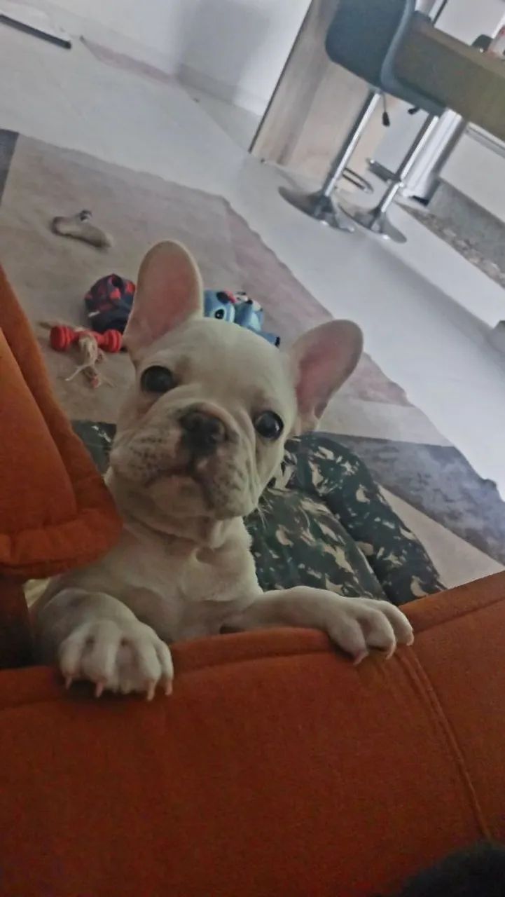 Buldogue Francês  - Foto 3