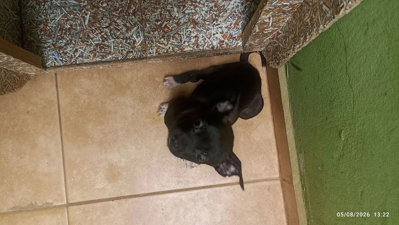Cachorrinha para adoção 