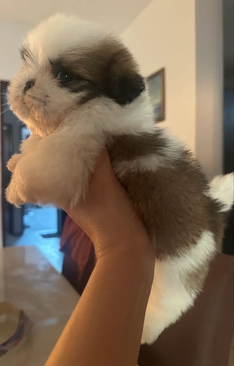 Shihtzu 