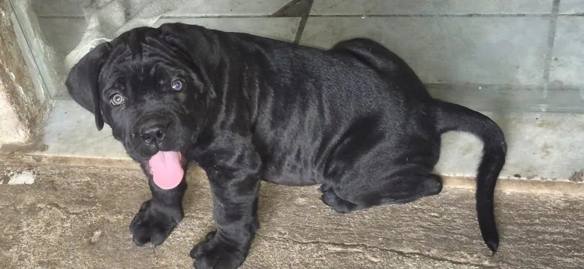 Cane corso - Foto 4