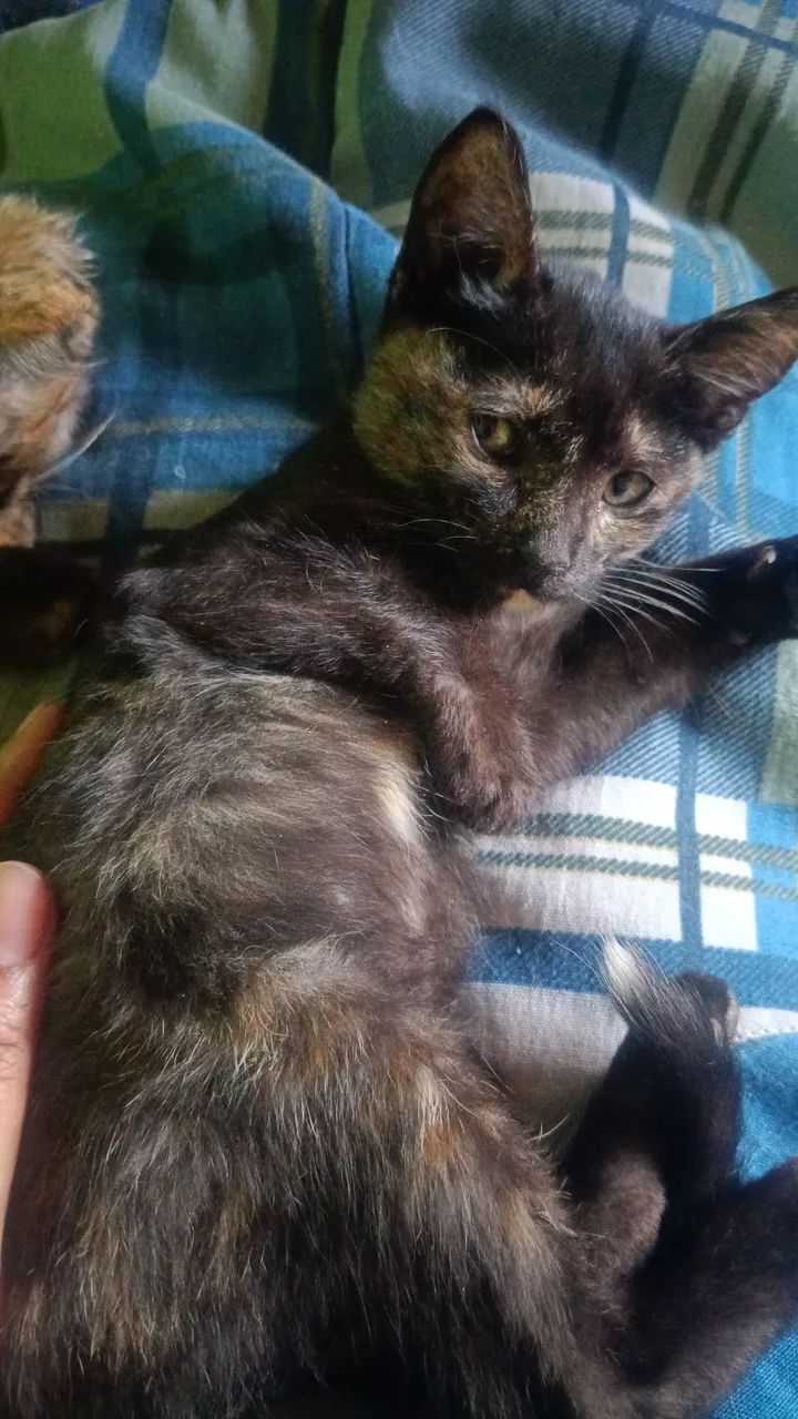 Doação de gatinha 2 meses 