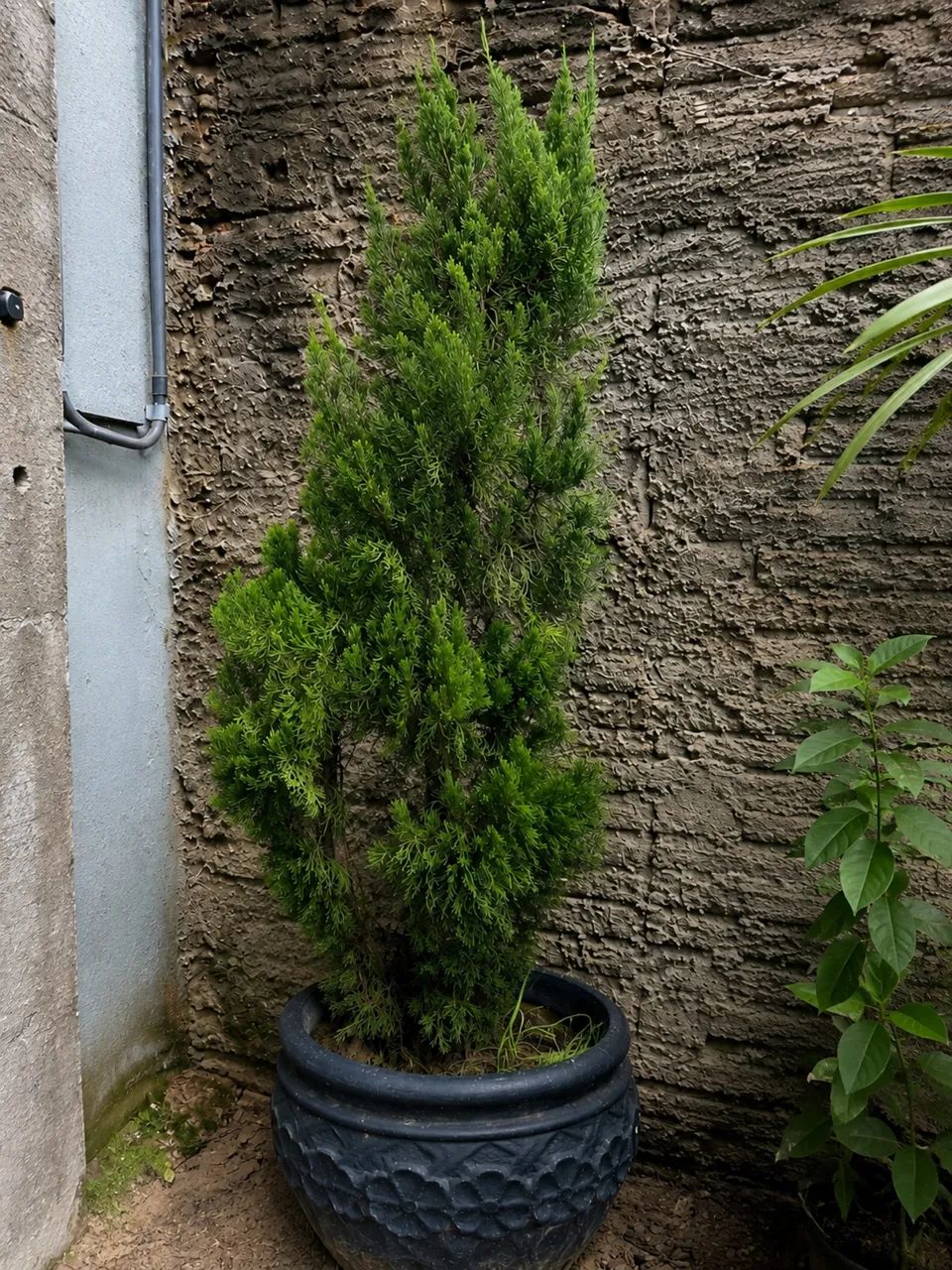Pinheiros grandes em vaso - Foto 2