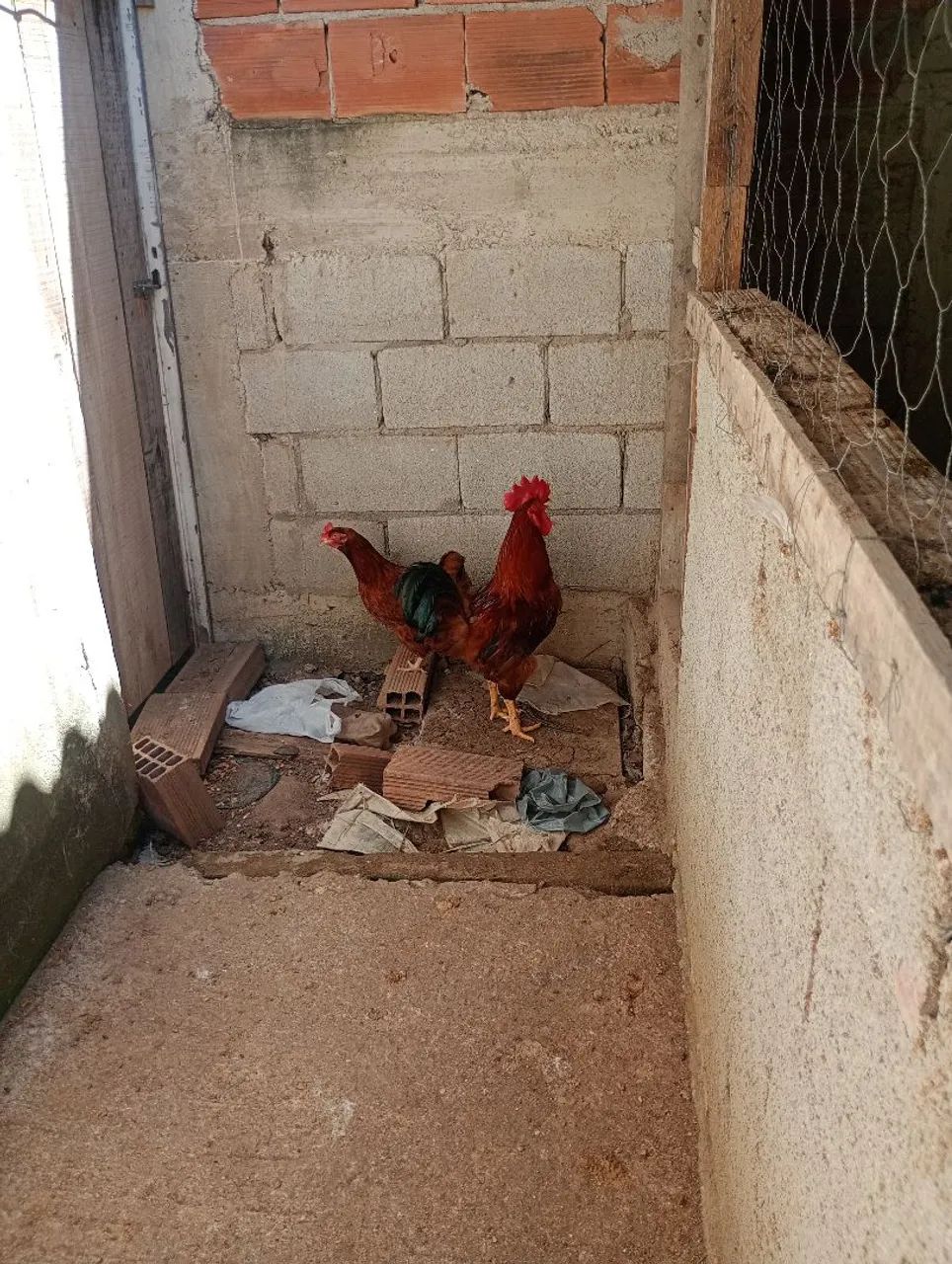 Casal de galo rodia  - Foto 3