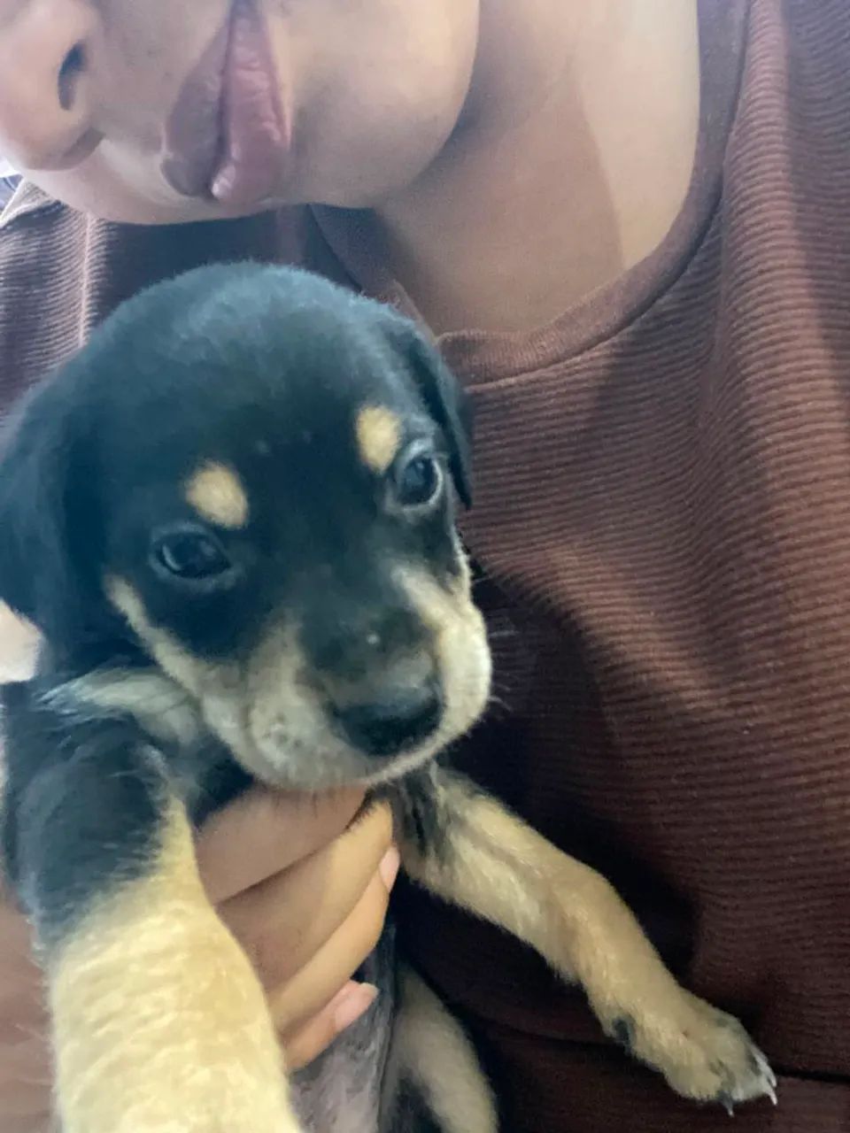 Doação de cachorro  - Foto 5