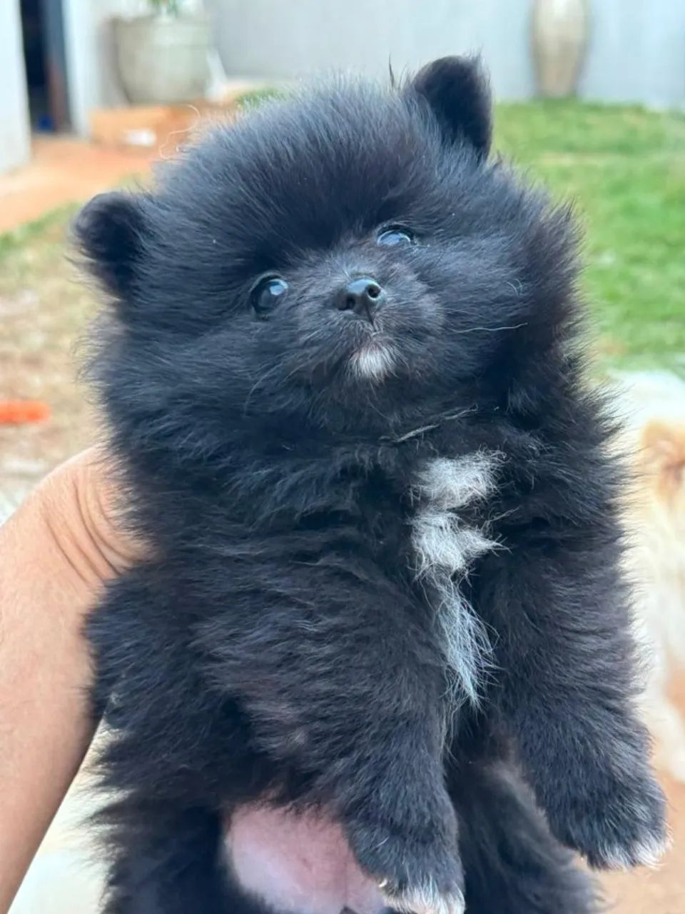 Sptiz Alemao - lulu da pomerania mini - Foto 2
