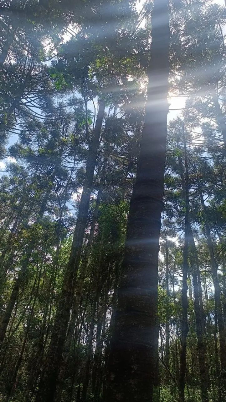 Terreno Em Extrena Com 13mil Metros  - Foto 3