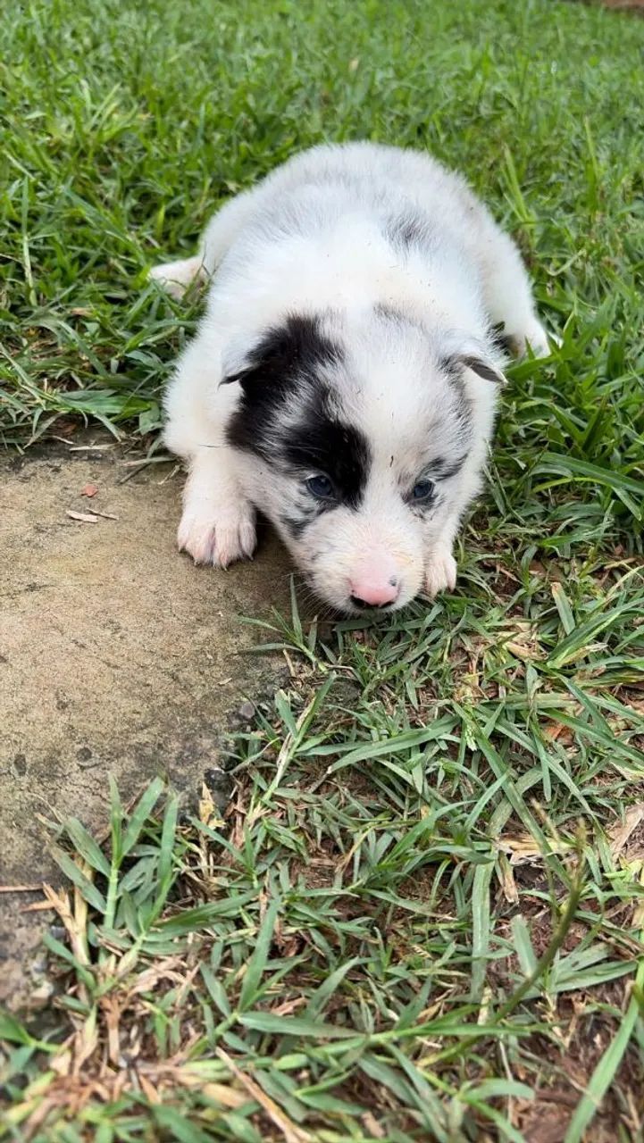 BORDER COLLIE  - Foto 2