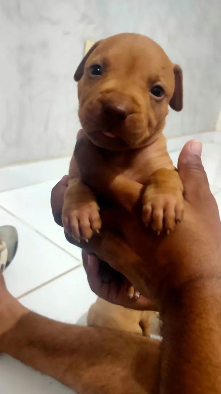 Filhotes de Pitbull  - Foto 3