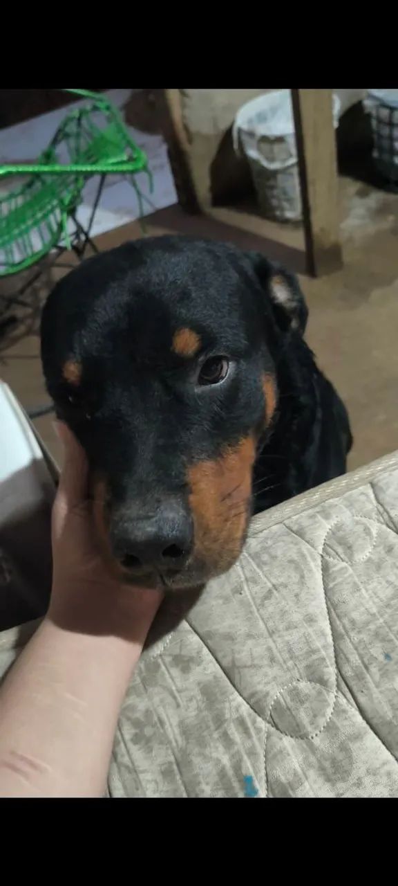Cachorro puro de raça 