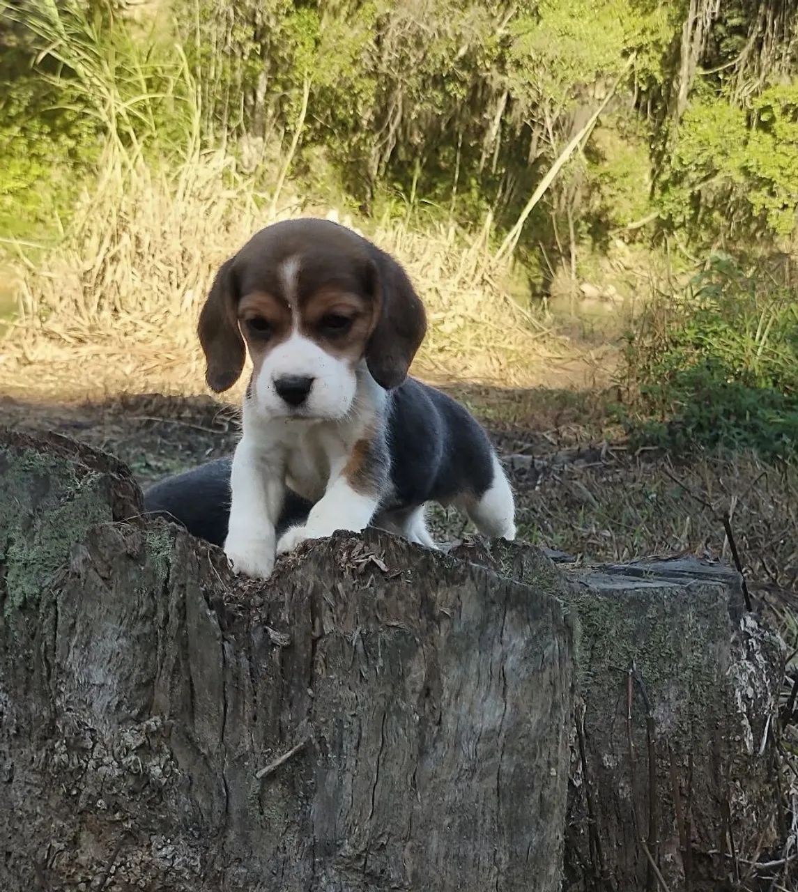 Filhotes de Beagle - Foto 5