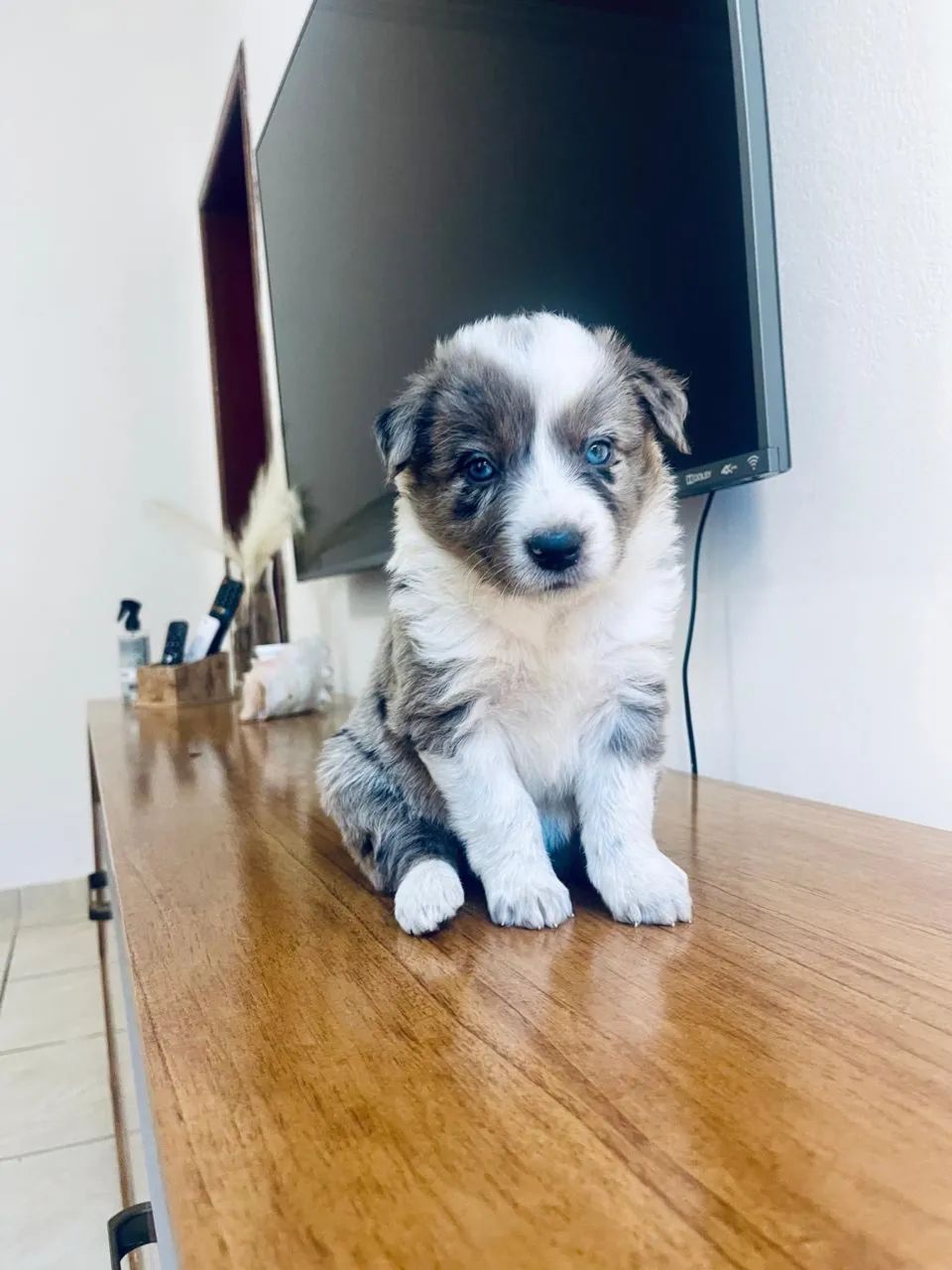 Border collie  - Foto 4