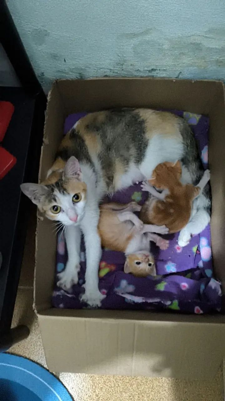 ADOÇÃO RESPONSÁVEL GATA