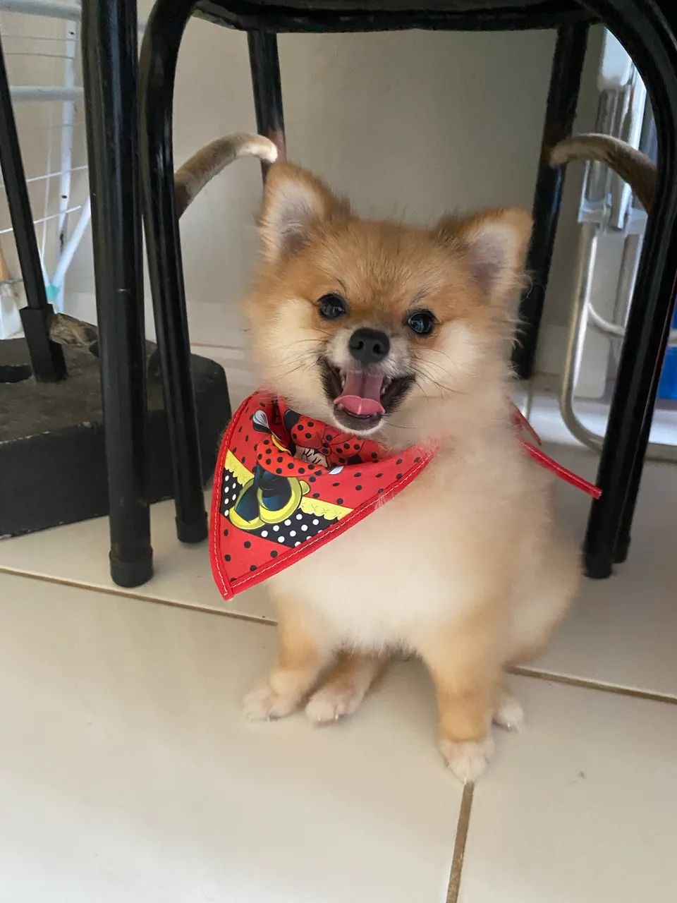 Spitz alemão fêmea  - Foto 5