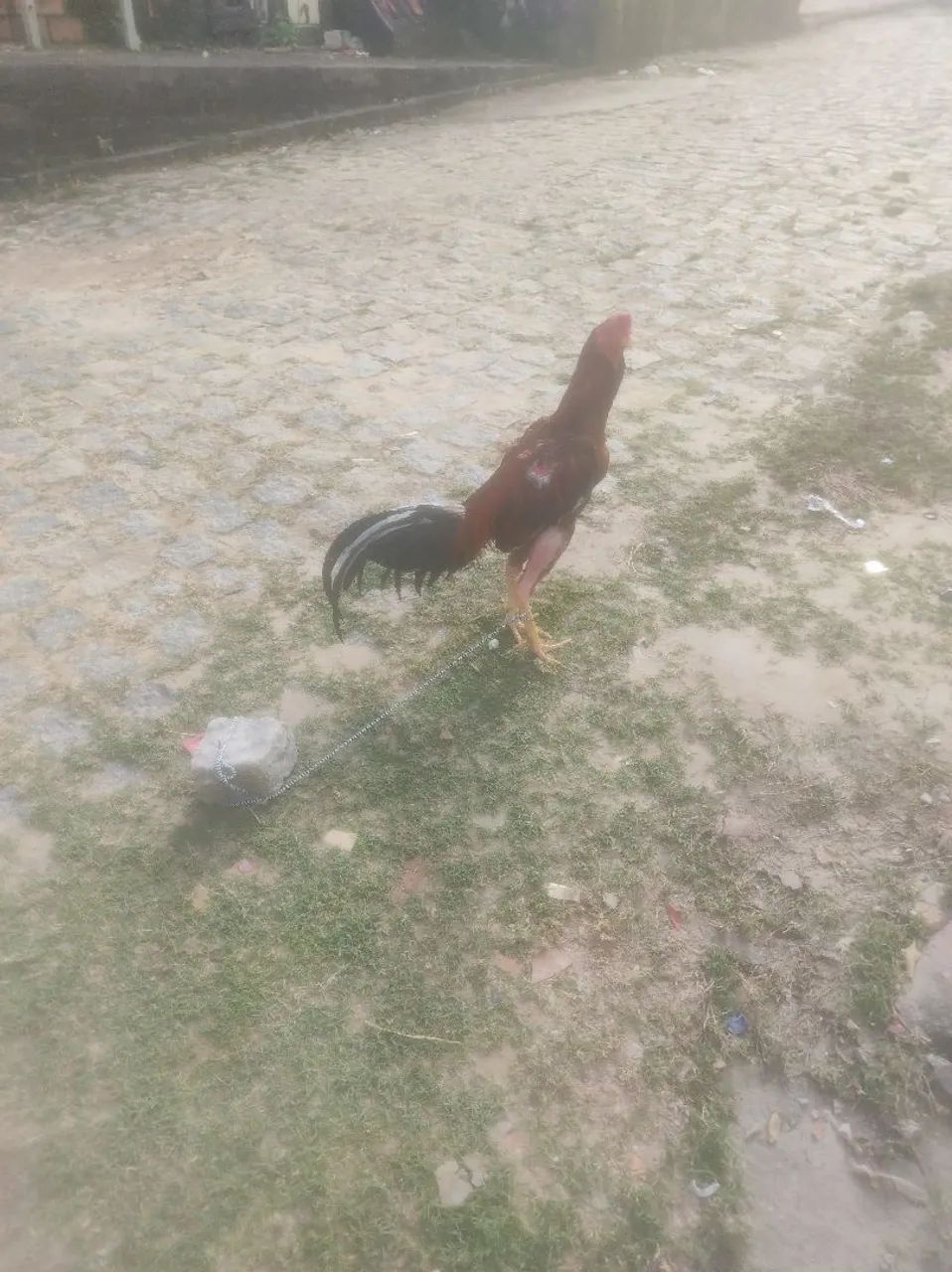 Galo de raça  - Foto 2