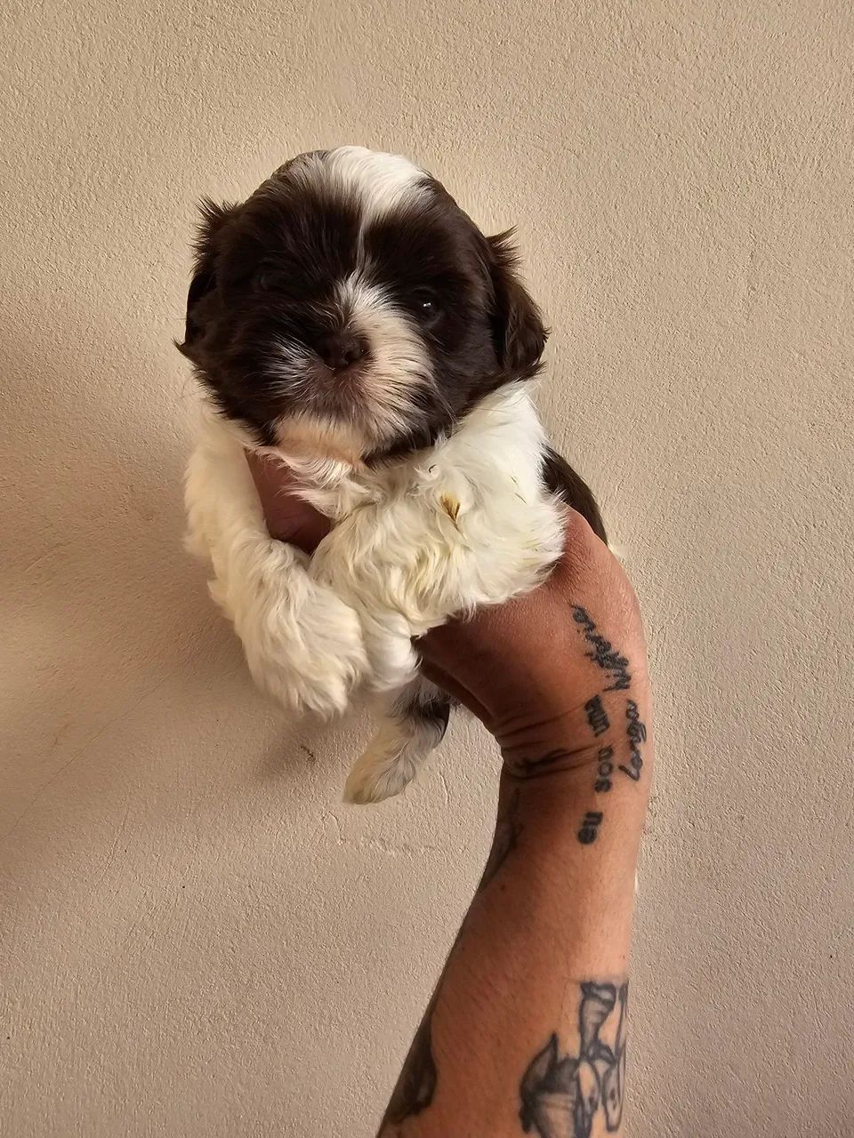 Shihtzu Machos Chocolate  - Foto 4