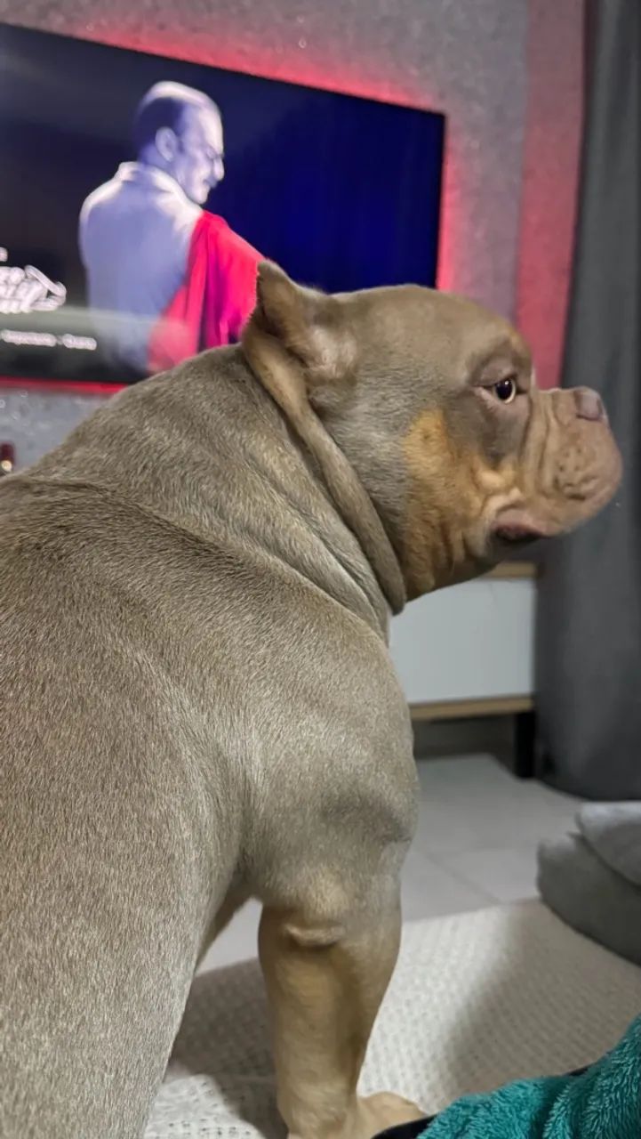 Cachorro american bully  - Foto 3