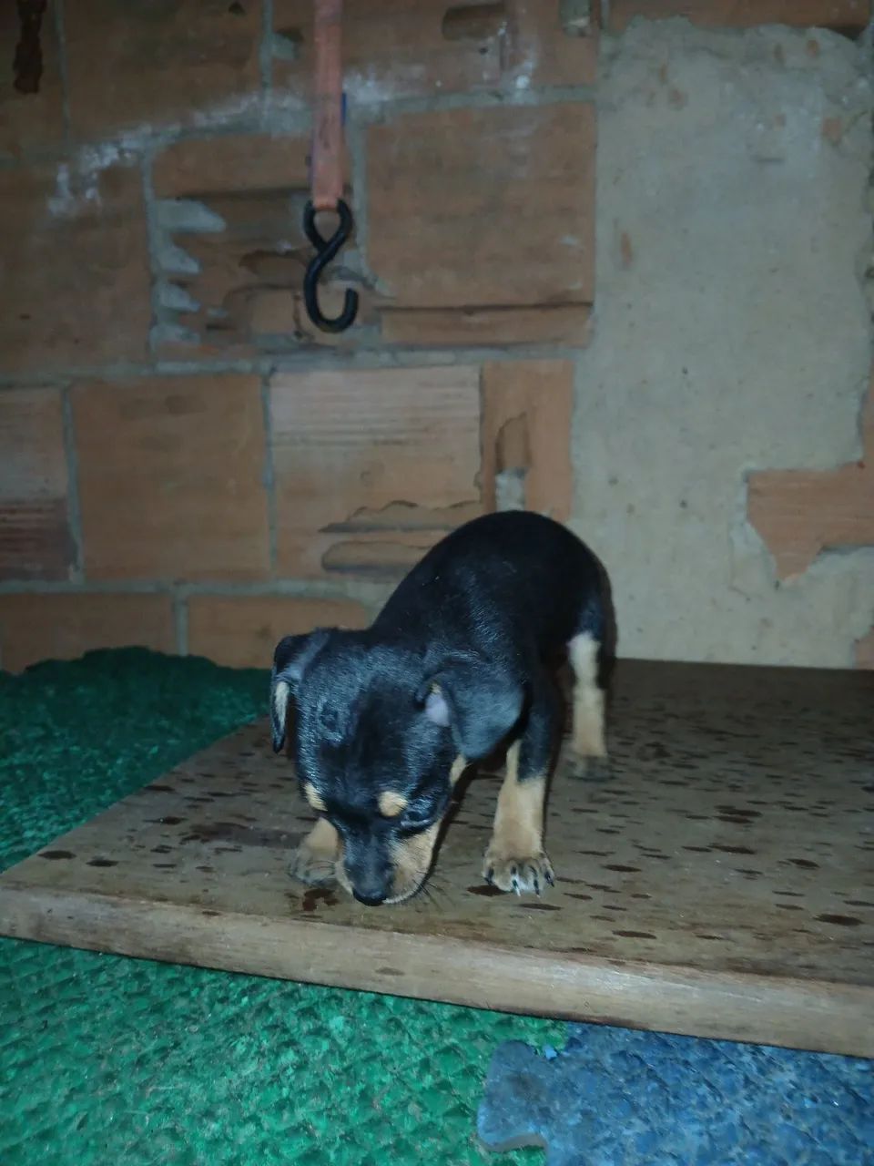 Pinsher macho filhote  - Foto 2