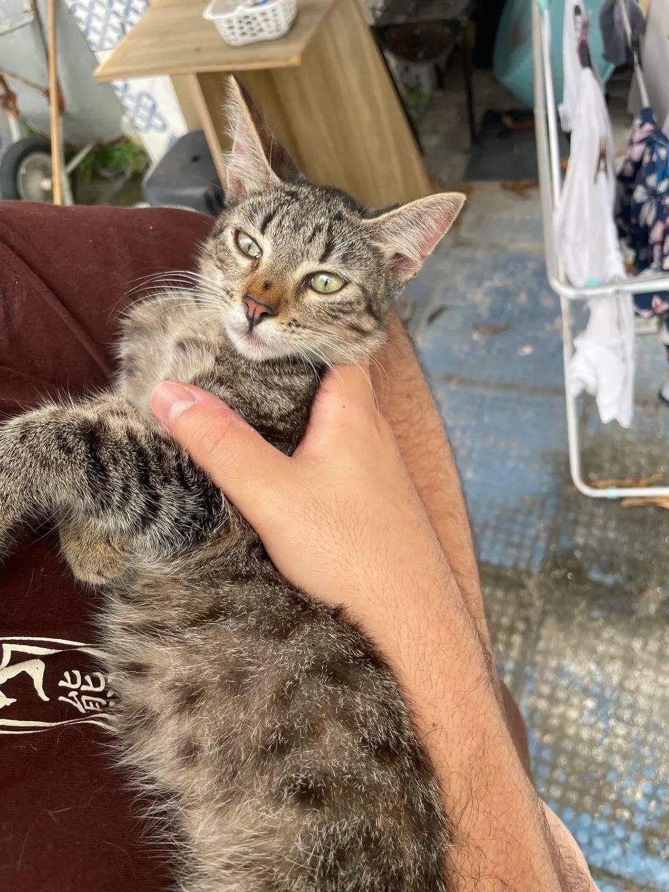 Filhote de gato - Foto 4
