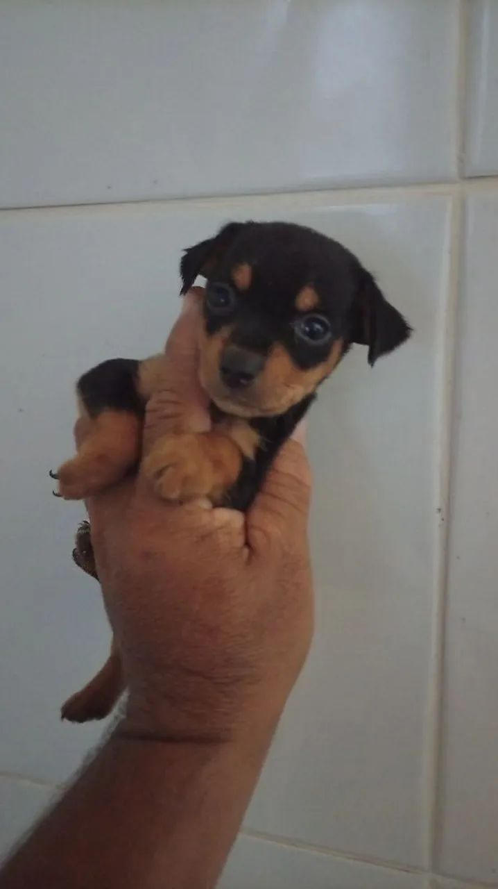 cachorro  - Foto 3