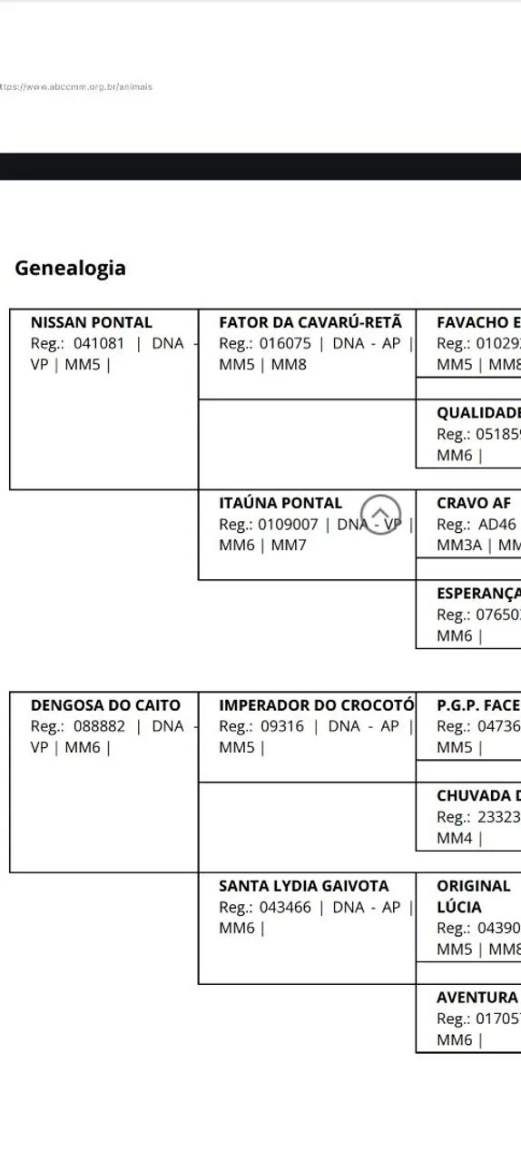 Égua de 5 anos dócil serve pra mulher e criança com experiência  - Foto 2