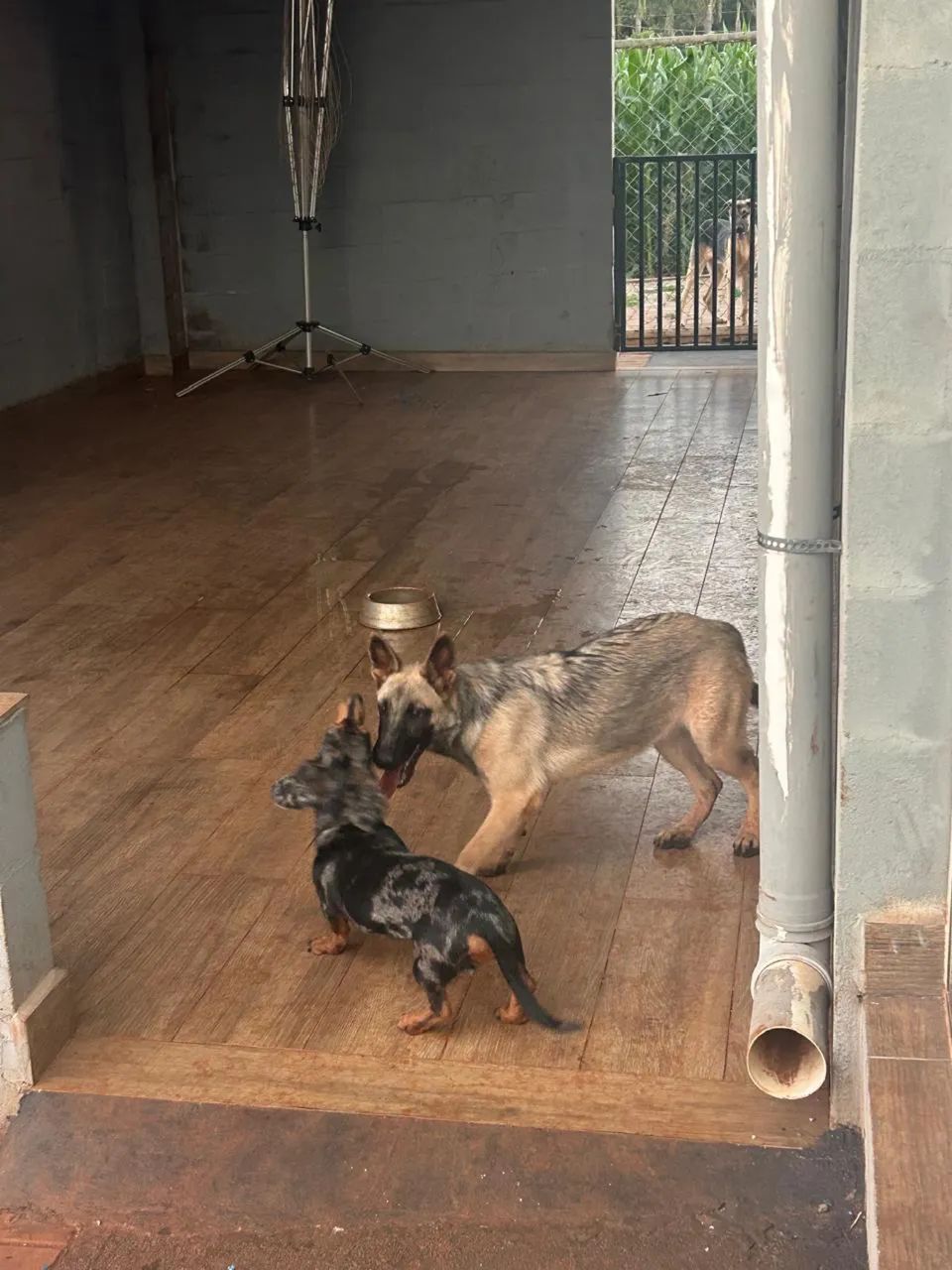 Malinois - Foto 3