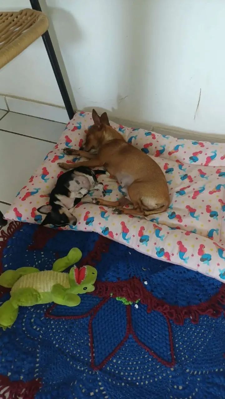 Filhote de Pinscher  - Foto 4