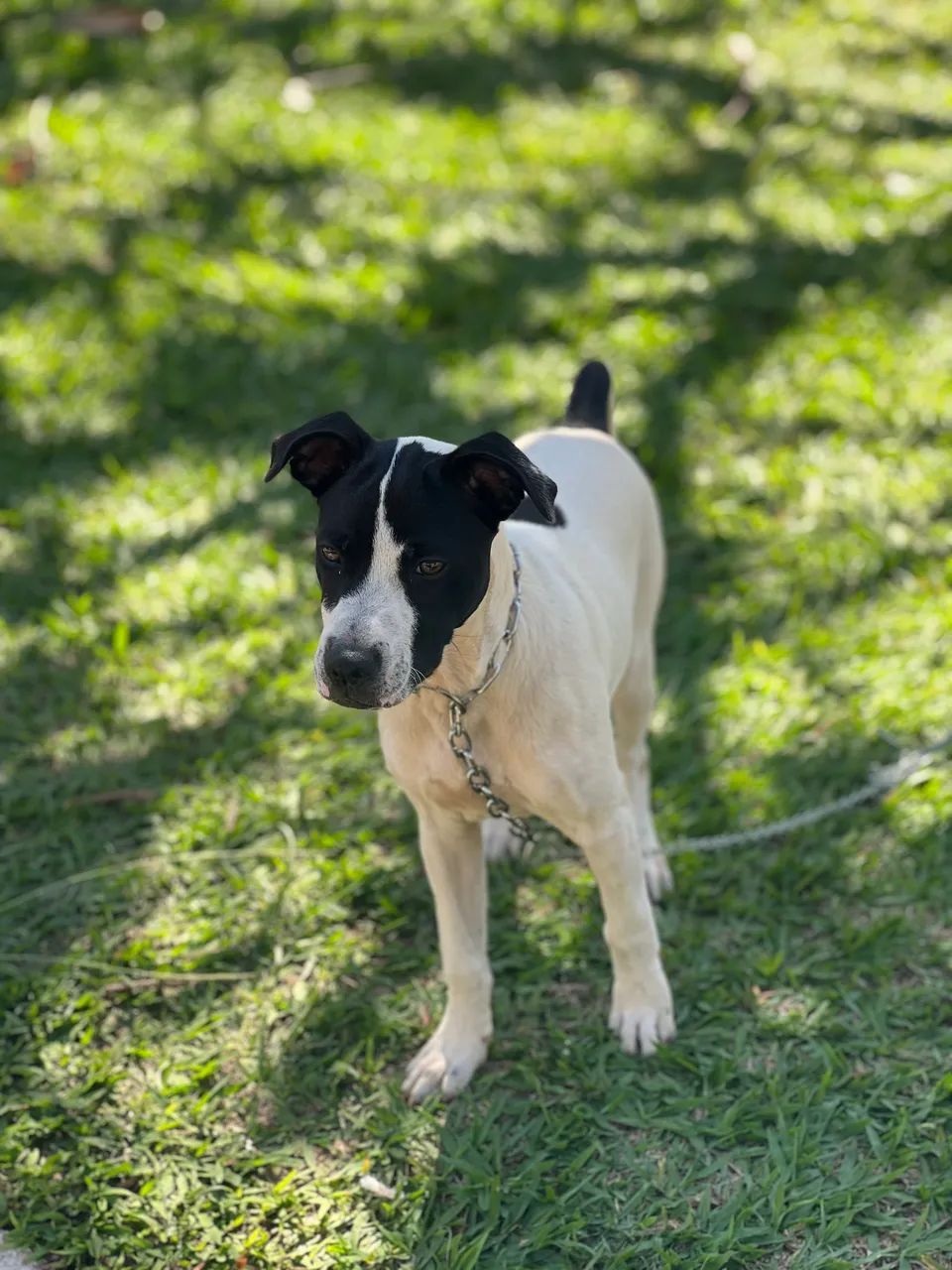 Doação cachorro  - Foto 5