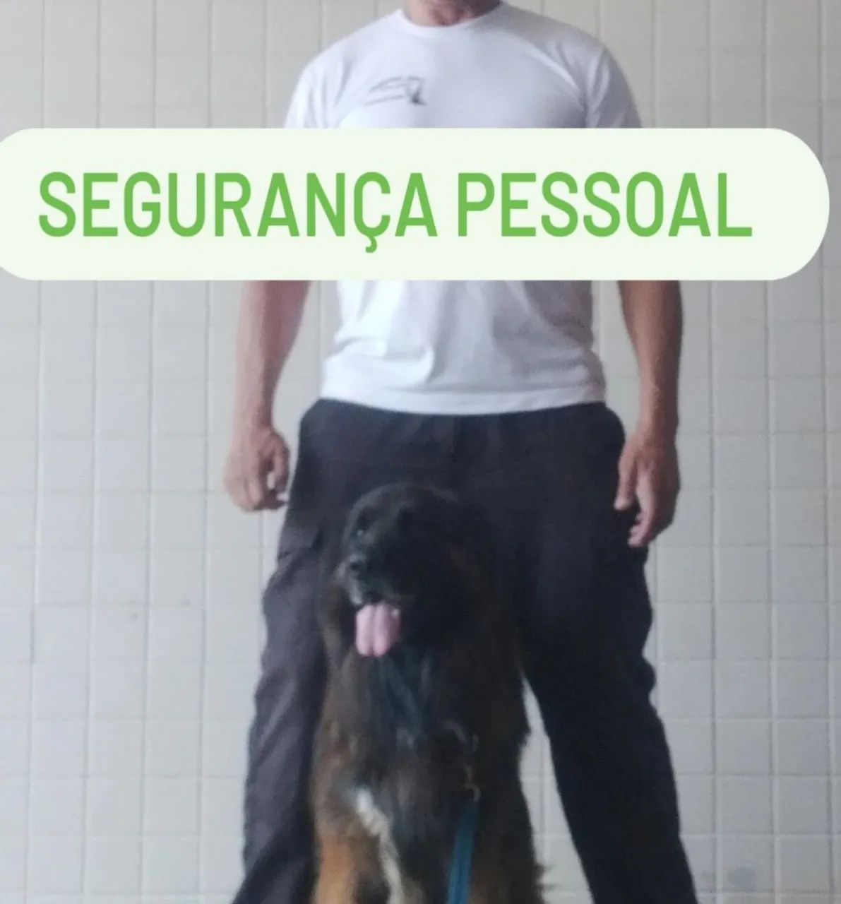 Adestramento de cães  - Foto 4