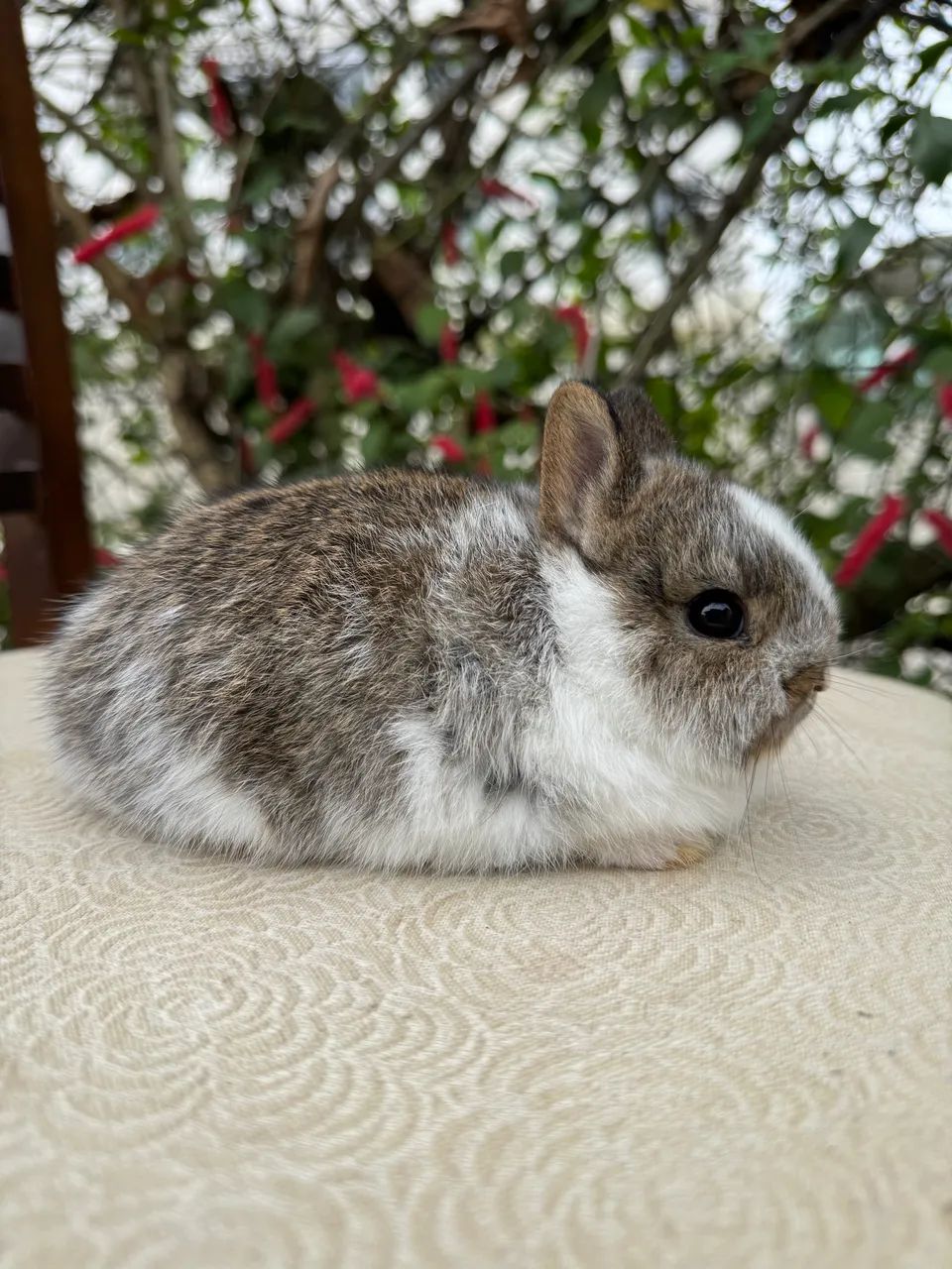 Coelhos anões  - Foto 3