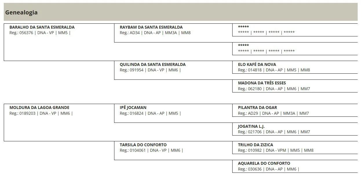 Potro Mangalarga Marchador - Foto 4