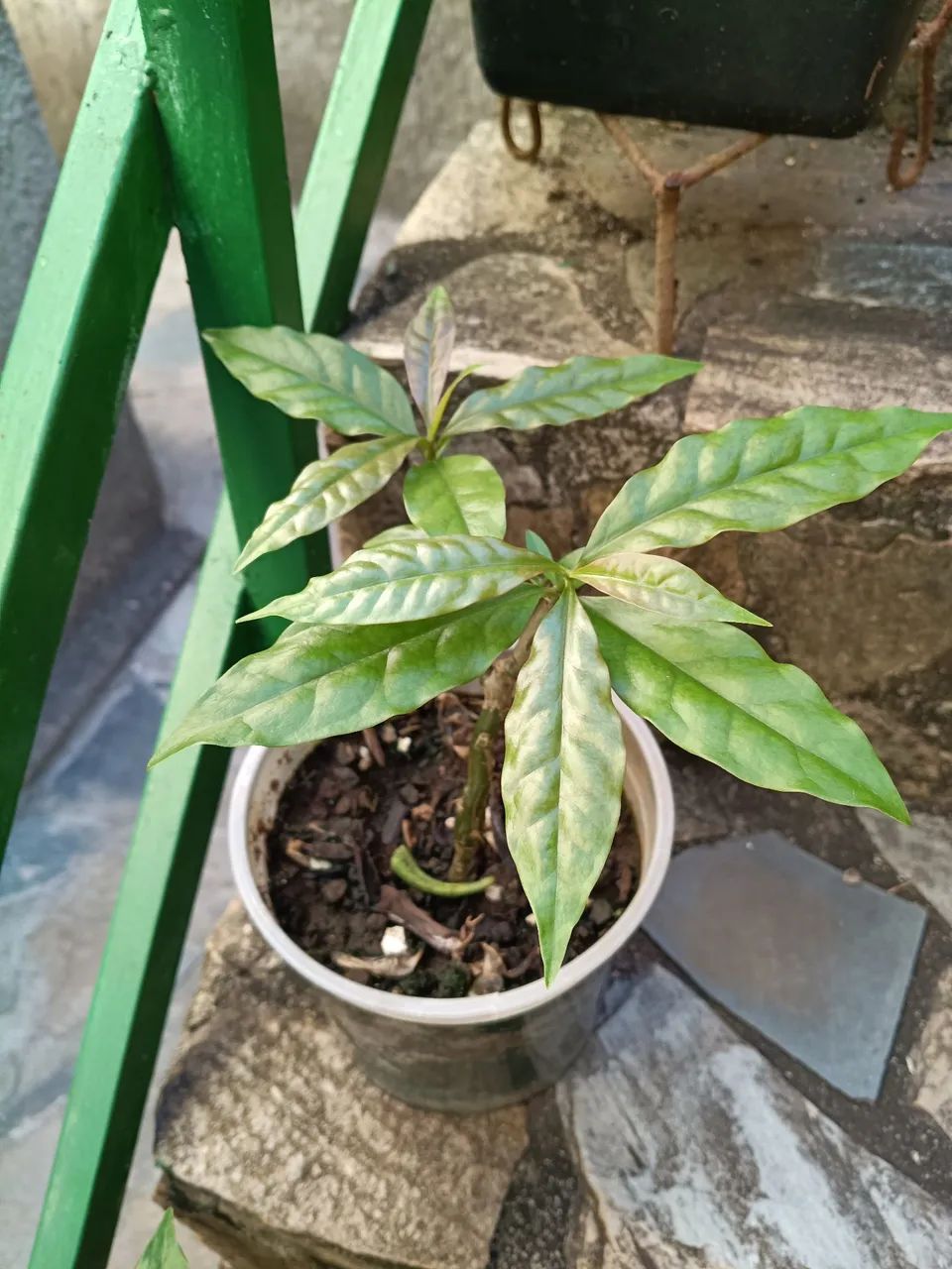 Ora pro nobis  - Foto 3