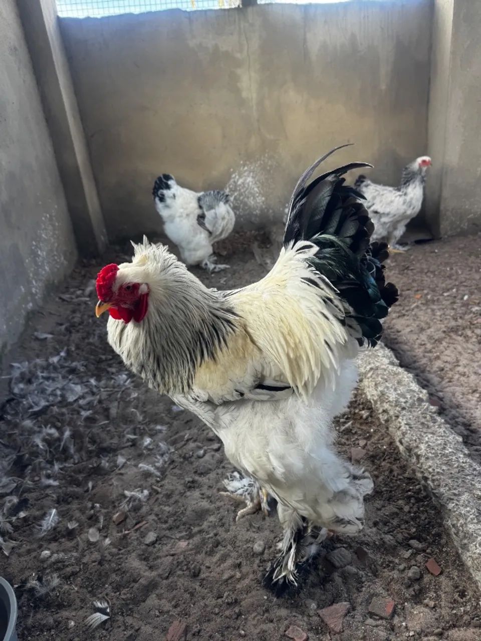Ovos de galinha Brahma  - Foto 5