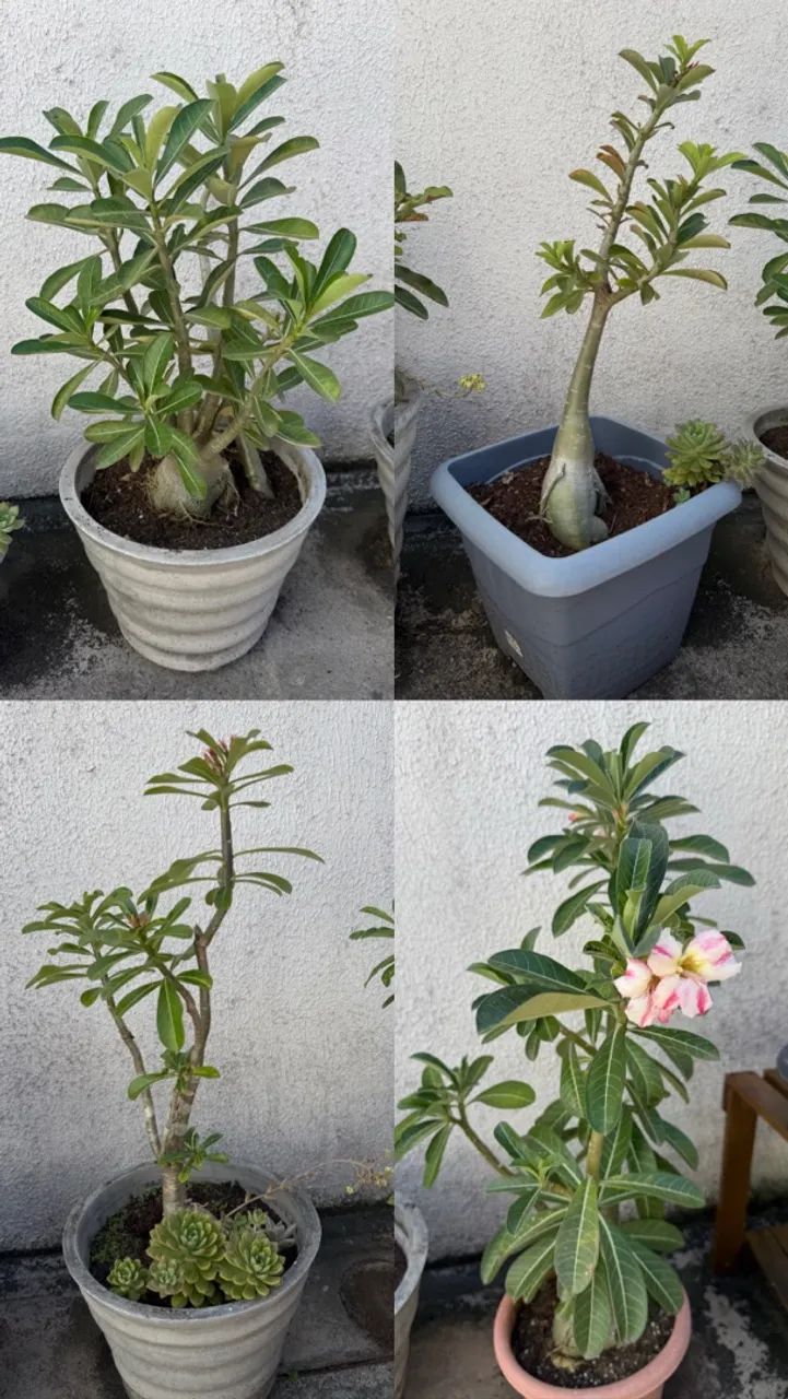Plantas - Foto 3