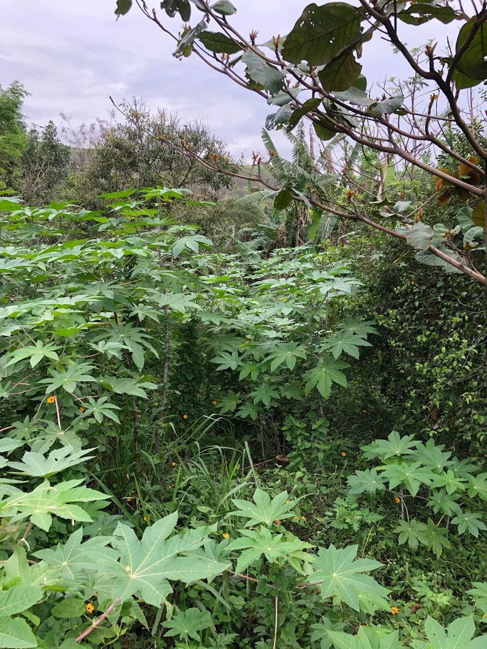 TERRENO EM JAPERI - Foto 3
