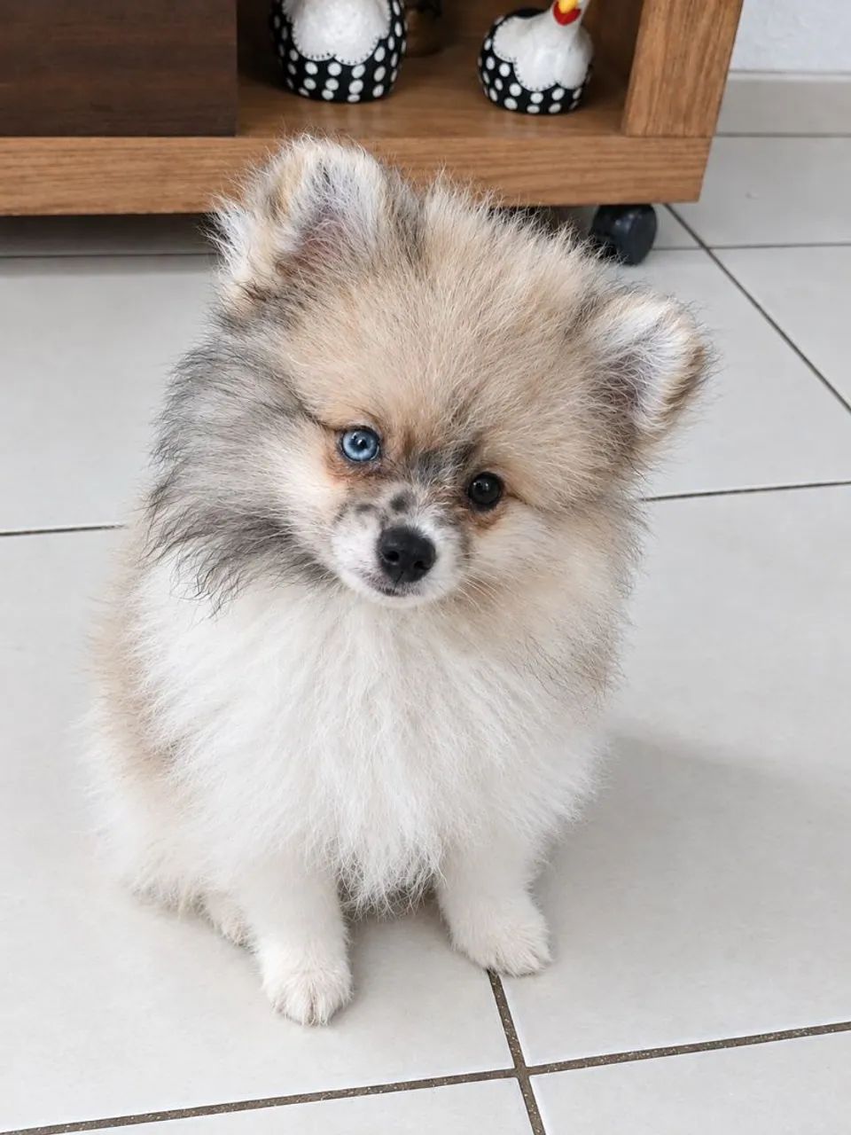 Filhotes spitz alemão  - Foto 3