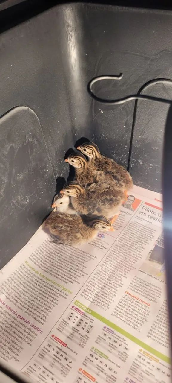 Galinha-d'angola - Foto 3