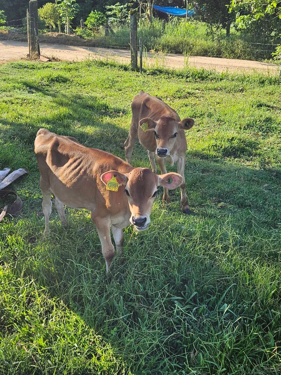 Doa-se 2 macho jersey