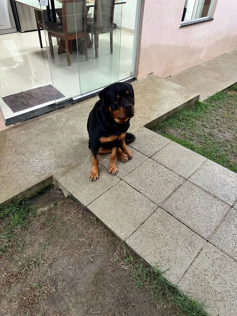 Doa - se este lindo Rottweiler macho  - Foto 3