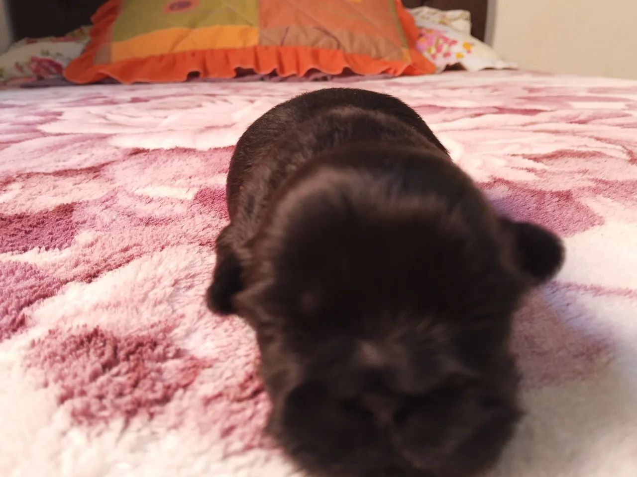 Shitzu preto - Foto 2