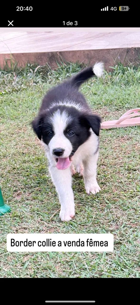 Border collie 