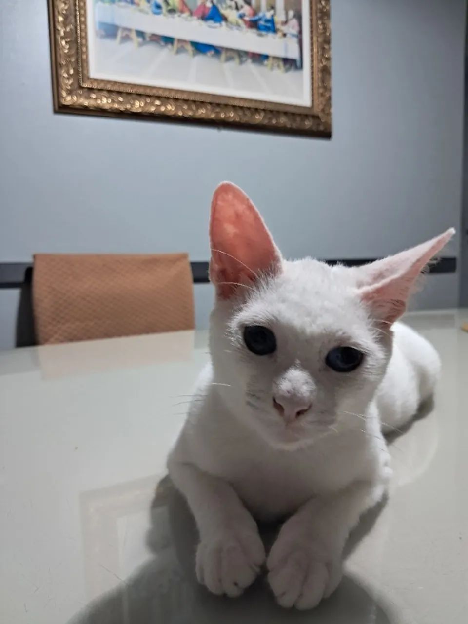 Gatinho 7 meses - Foto 3