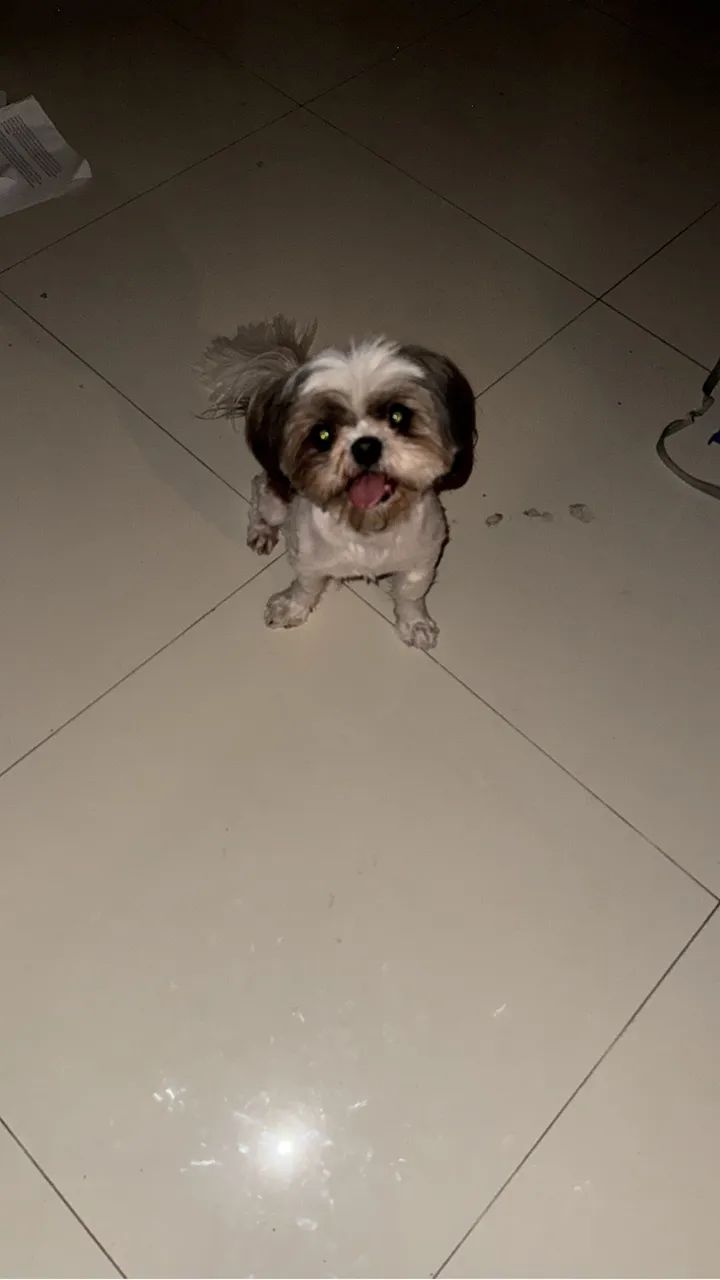 shih tzu fêmea  - Foto 4