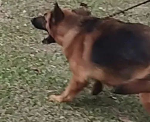 Adestramento de cães  - Foto 5